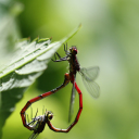 Beobachtungen am Gartenteich