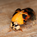 Käfer-Alarm, Blattspiele und Leuchte-Pilze