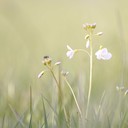 Wiesenschaumkraut