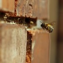 Eine "Mauerbiene", vermutlich die "Frühjahrs-Pelzbiene", im Anflug zu ihrem Nest in der Lehmfuge zwischen den Ziegelsteinen