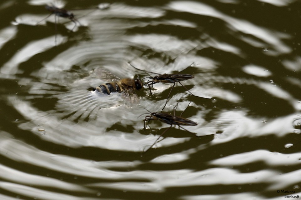 Drama im Gartenteich: eine Biene ist hilflos im Wasser und wird von Wasserläufern attakiert... Ich habe die Biene gerettet!