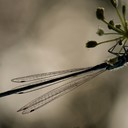 Früh am Morgen am Gartenteich kann man die Libelle auch von unten erwischen:)