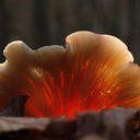 der nächste Versuch: glowing mushroom