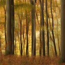 Mal wieder experimentiert mit  "Intentional Camera Movement" (ICM) - hier dezente vertikale Kamerabewegung, um einen weichen, impressionistischen Effekt zu erzielen