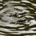 Drama im Gartenteich: eine Biene ist hilflos im Wasser und wird von Wasserläufern attakiert... Ich habe die Biene gerettet!