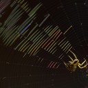 Eine Spinne spinnt ihr Netz. Im Gegenlicht schimmert das Netz.