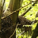Weil ca. 10 Krähen unterhalb des Wanderweges im Wald lauters Spektakel gemacht haben, wurden wir darauf aufmerksam. Weil der erwachsene Uhu aufgepasst hat, konnten die Krähen dem Küken nichts anhaben... Nach dem Schnappschuss sind wir schnell weiter gegangen, um nicht zu stören!